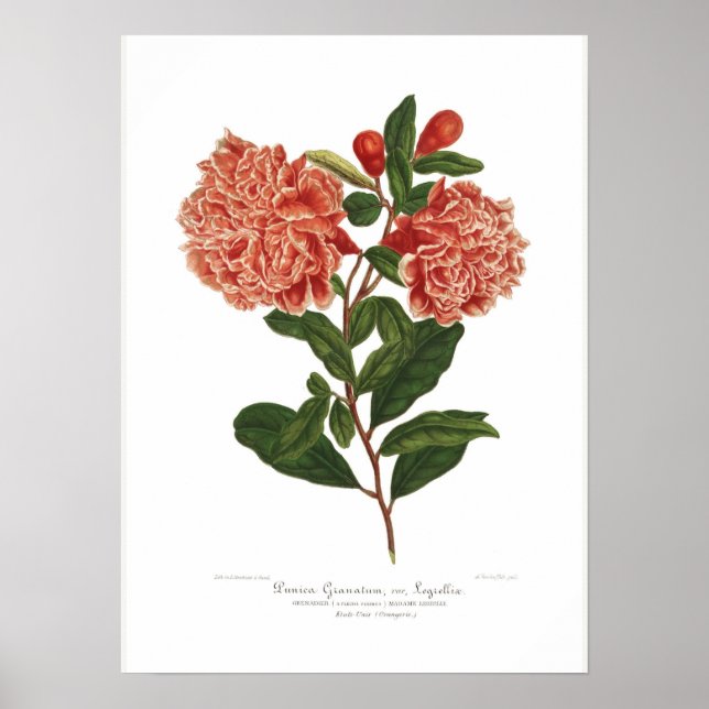 Poster Punica granatum (Devant)