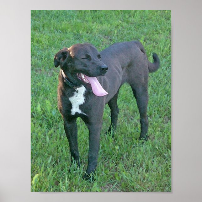 Poster Pup Pup Rire (Devant)