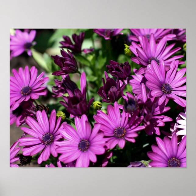 Poster Purple African Daisies Flower (Devant)