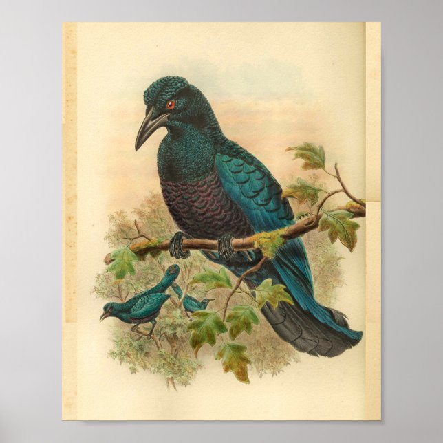 Poster Purple Curl Crested Manucode Vintage Bird Imprimer (Devant)