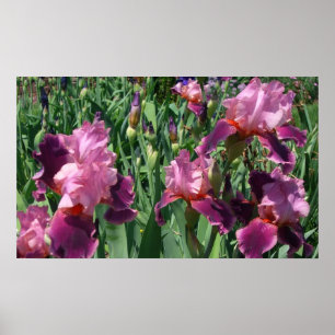 Poster Purple Irises Printemps Floral