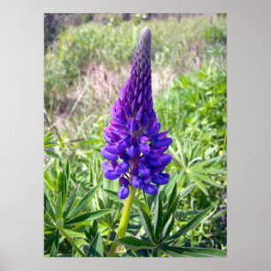 Poster Purple Lupine 1