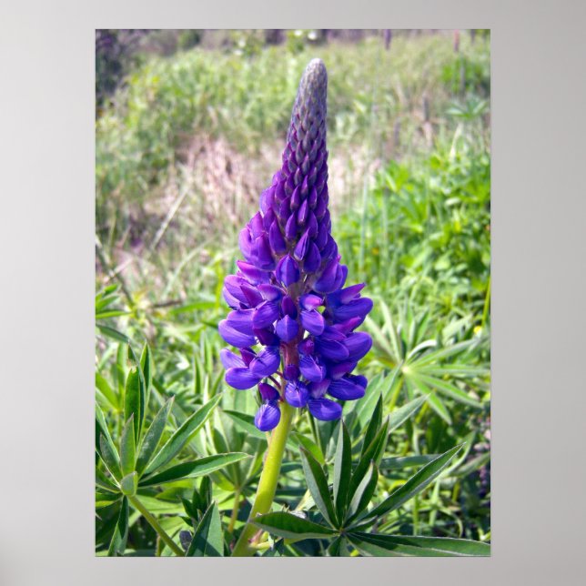 Poster Purple Lupine 1 (Devant)