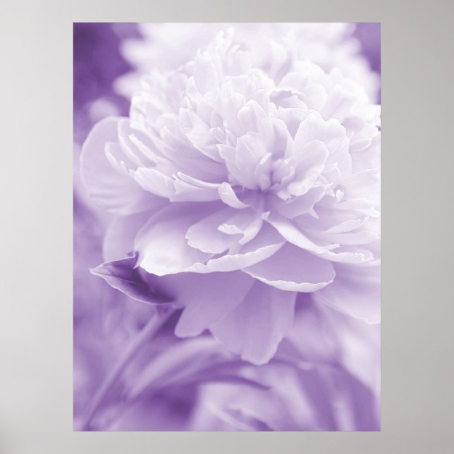 Poster Purple Peony (Devant)