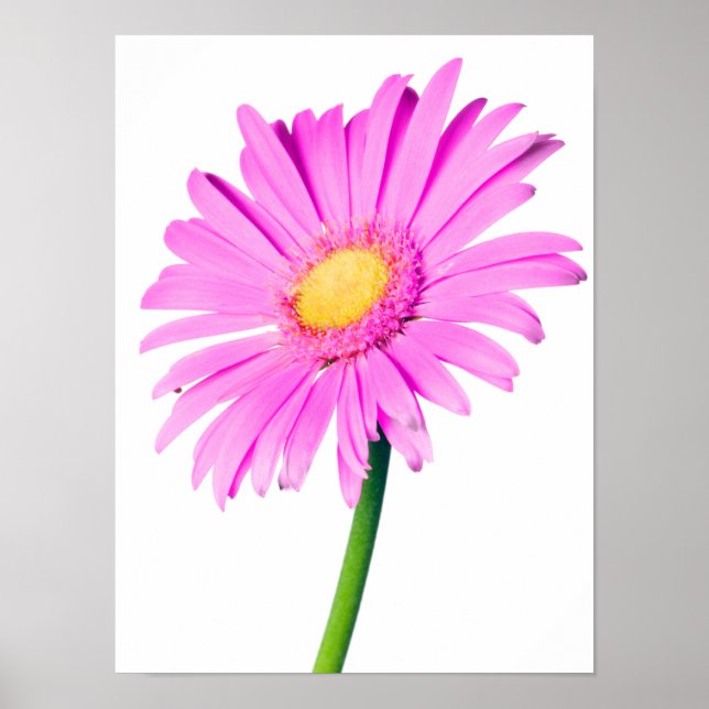 Poster Purple rose marguerite Customisé Modèle de marguer (Devant)