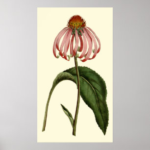 Poster Purple Rubibeckia Flower