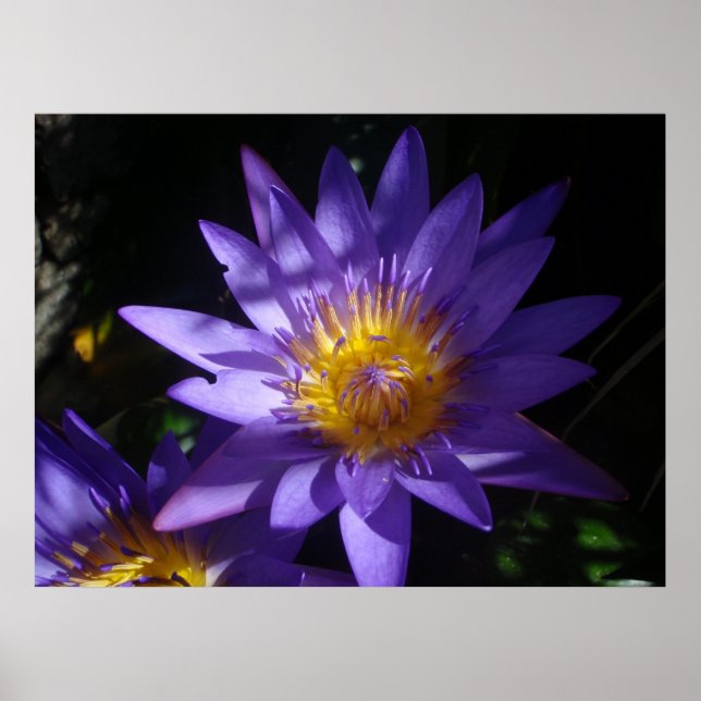 Poster Purple Water Lily (Devant)