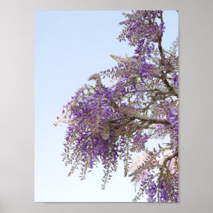 Poster Purple Wisteria