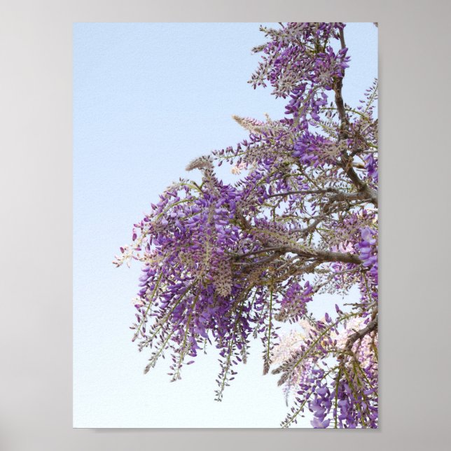 Poster Purple Wisteria (Devant)