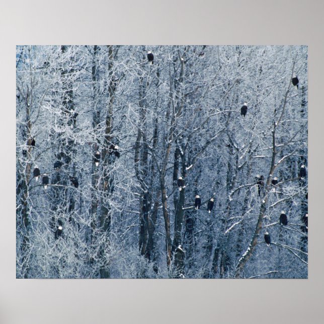 Poster Pygargues à tête blanche (Devant)