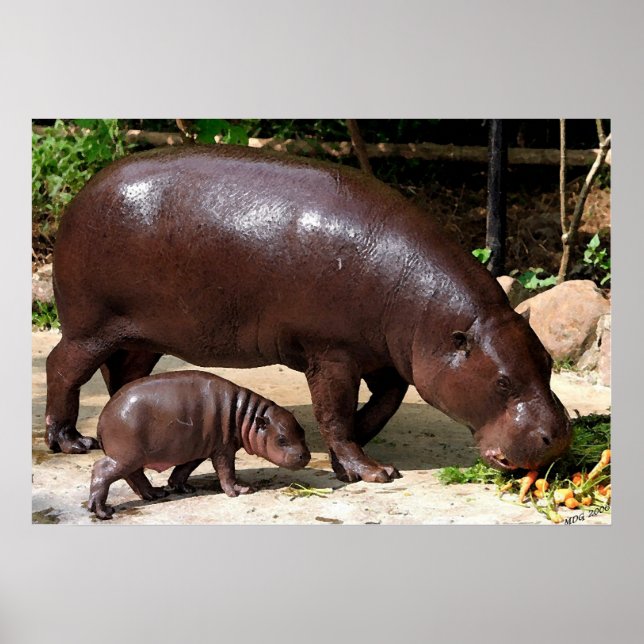 Poster Pygmée Hippo paire Hippopotamus Portrait (Devant)