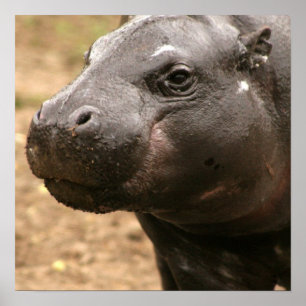 Poster Pygmy Hippo