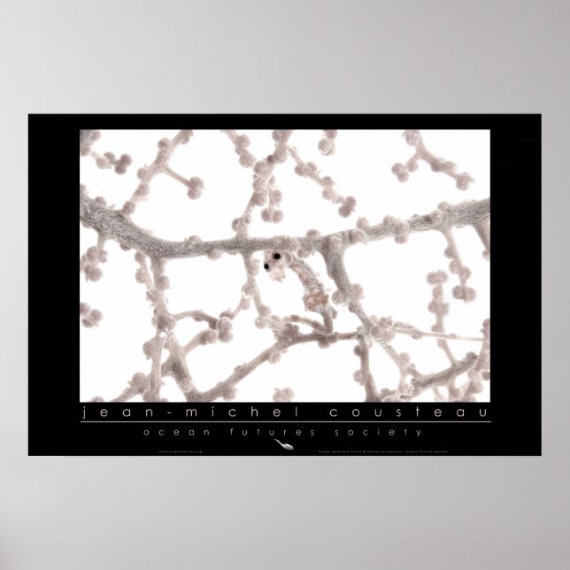 Poster Pygmy Seahorse (Devant)