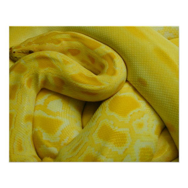 Poster Python birman jaune (Devant)