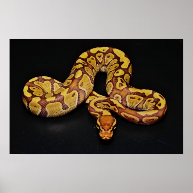 Poster Python Brown et Gold Ball (Devant)