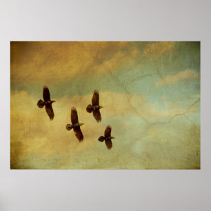 Poster Quatre Ravens volant