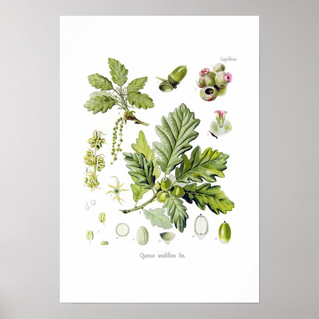 Poster Quercus sessiliflora (chêne de Sessile) (Devant)