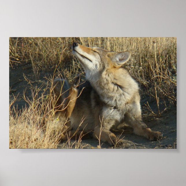 Poster R17 Coyote (Devant)
