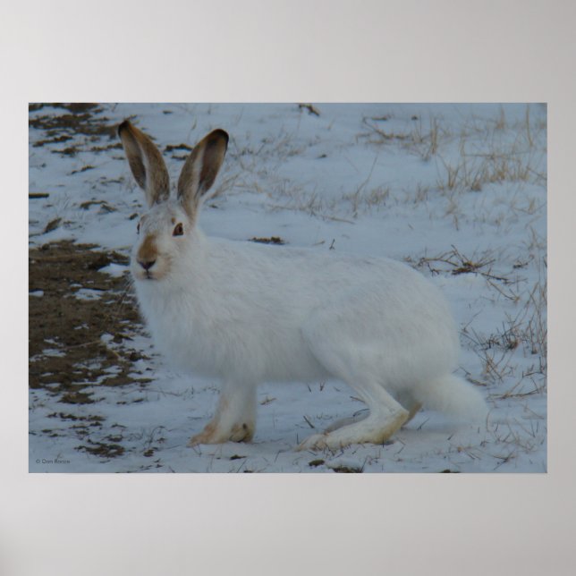 Poster R23 Snowshoe Hare (Devant)