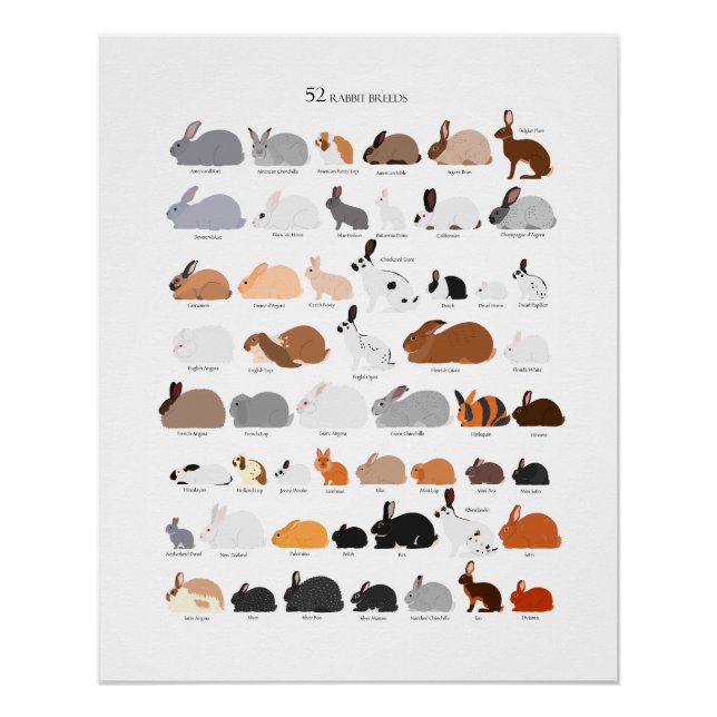 Poster Rabbit breeds chart (Devant)