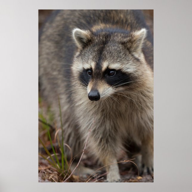 Poster Raccoon, Procyon lotor, Floride, USA 1 (Devant)
