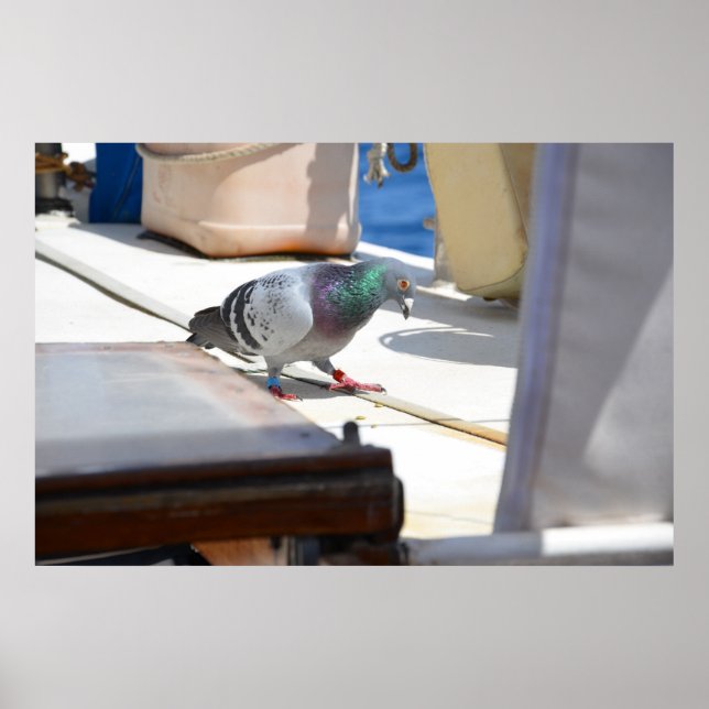 Poster Racing Pigeon (Devant)