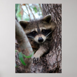 Poster Racoon
