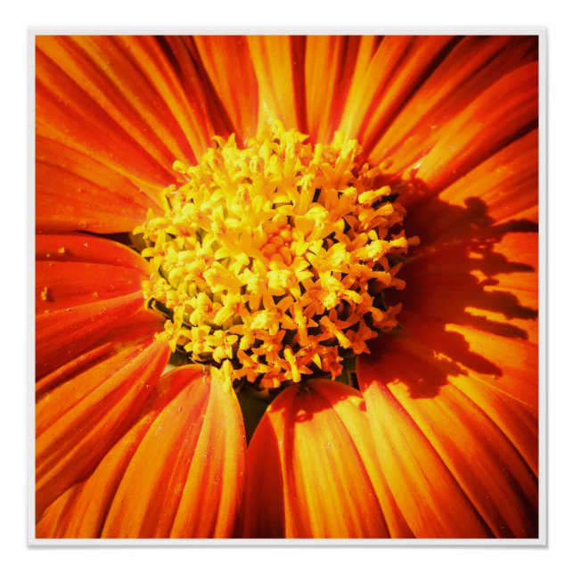 Poster Radiant Orange Flower Macro Wall Art Print Photo (Devant)