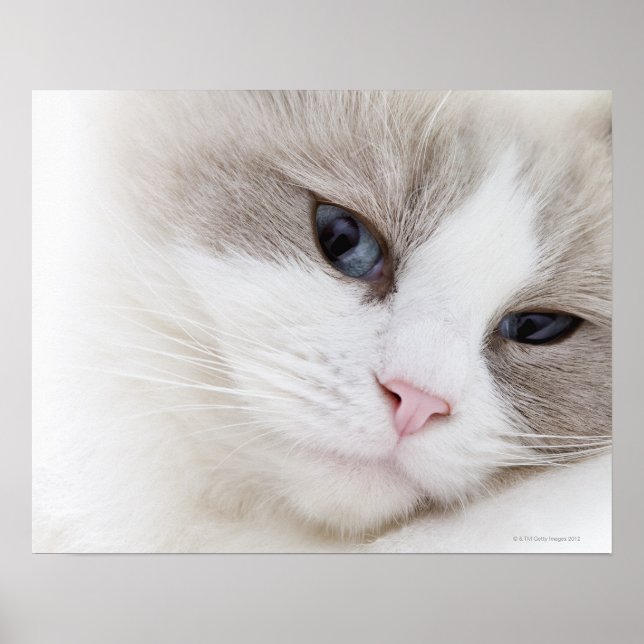 Poster Ragdoll (Devant)