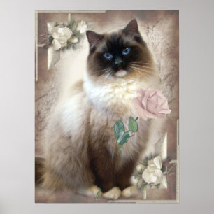 Poster Ragdoll holding single rose