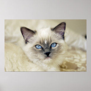 Poster Ragdoll kitten