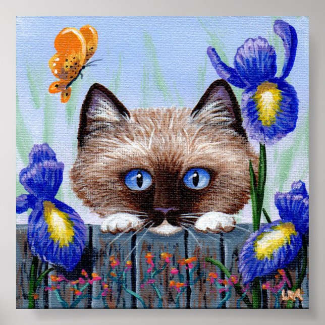 Poster Ragdoll Kitten Chat Siamese Birman (Devant)