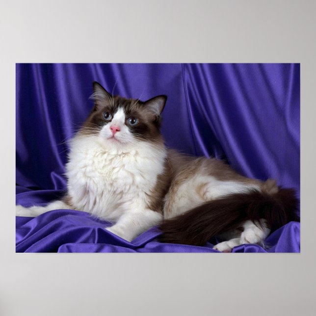 Poster Ragdoll, sceau bicolore (Devant)