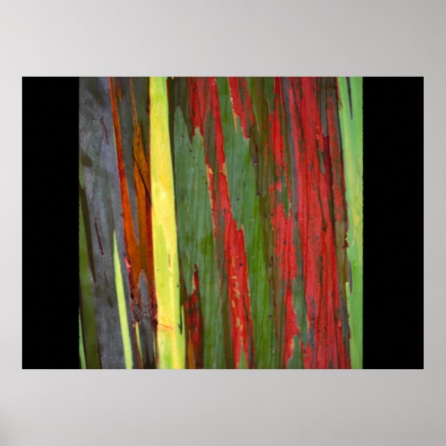 Poster Rainbow Eucalyptus-1 (Devant)