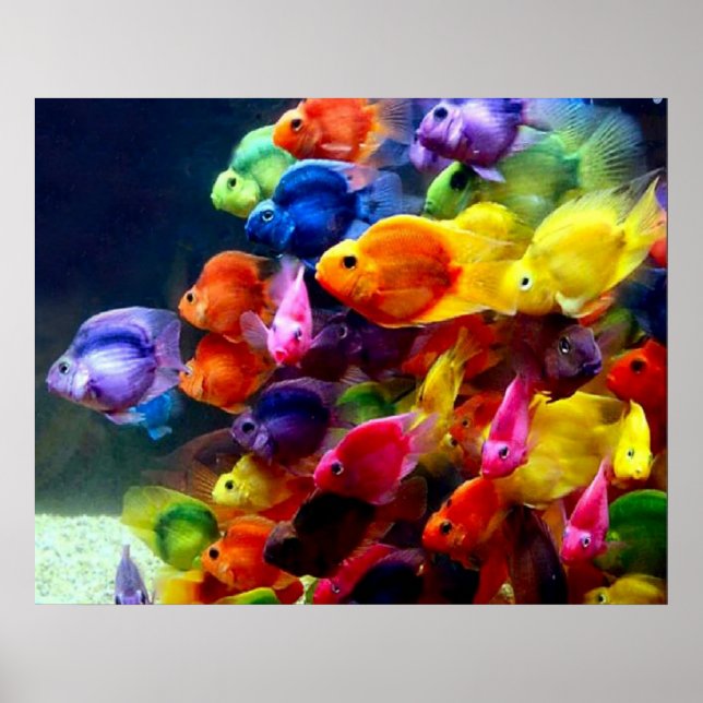 Poster Rainbow Fish (Devant)