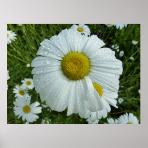 Poster Raindrops sur Daisy I Floral Fleur sauvage