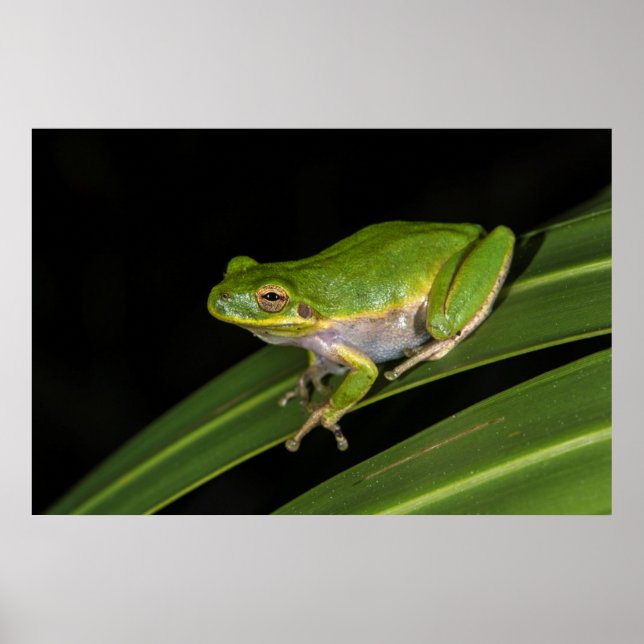Poster Rainette verte (Hyla cinerea) 2 (Devant)