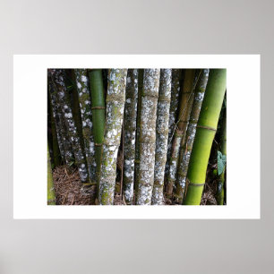 Poster Rainforest Bamboo Au Costa Rica