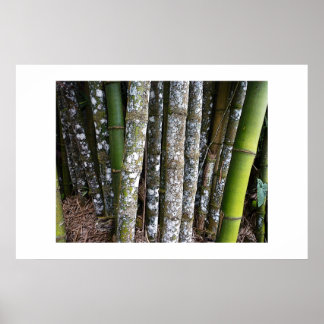 Poster Rainforest Bamboo Au Costa Rica
