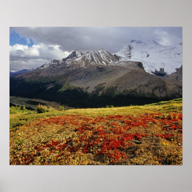 Poster Raisin d'ours au début de l'automne Athabasca Peak (Devant)