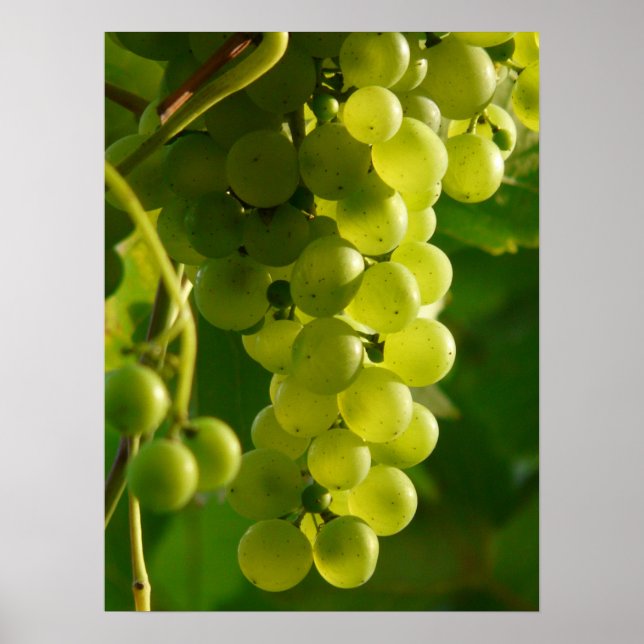 Poster Raisins (Devant)