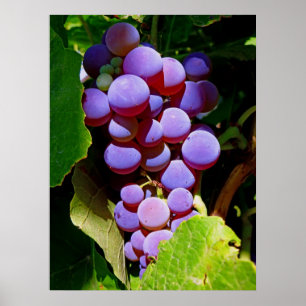 Poster Raisins Concorde de l'Idaho