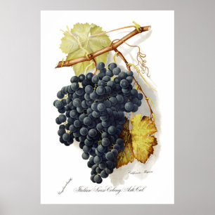 Poster Raisins de cuve de CA de Mignon de Bosqui