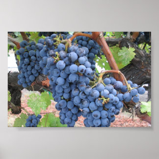 Poster Raisins de Napa Valley