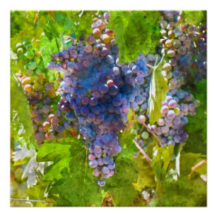 Poster Raisins de vin rouge sur la vigne