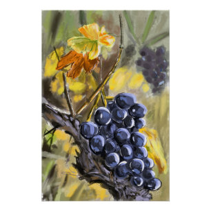 Poster Raisins sur la souche de vigne, provence.