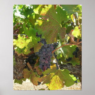 Poster - Raisins sur la vigne