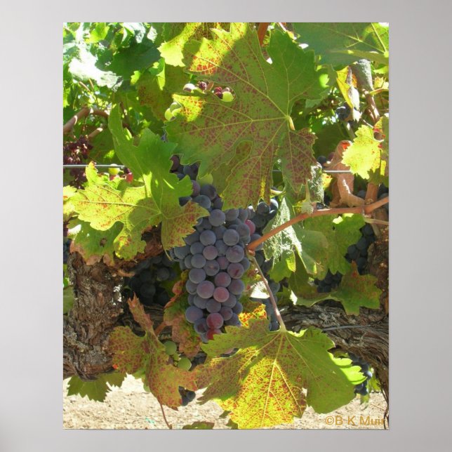 Poster - Raisins sur la vigne (Devant)