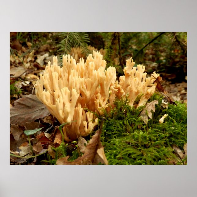 Poster Ramaria stricta Fungi (Devant)