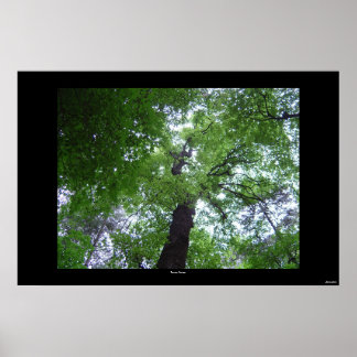 Poster Ramsey Canopy